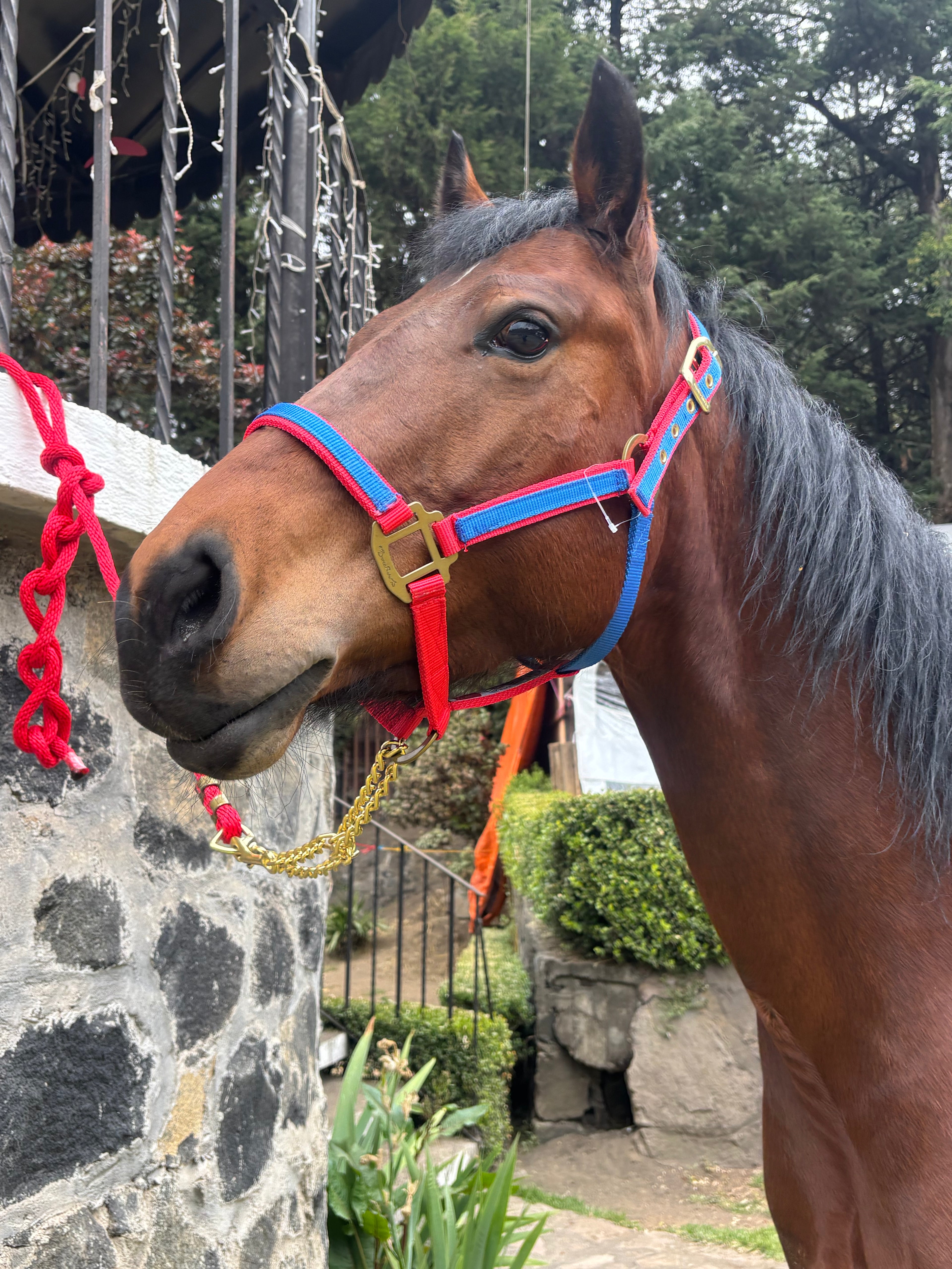 Almartingon para caballo