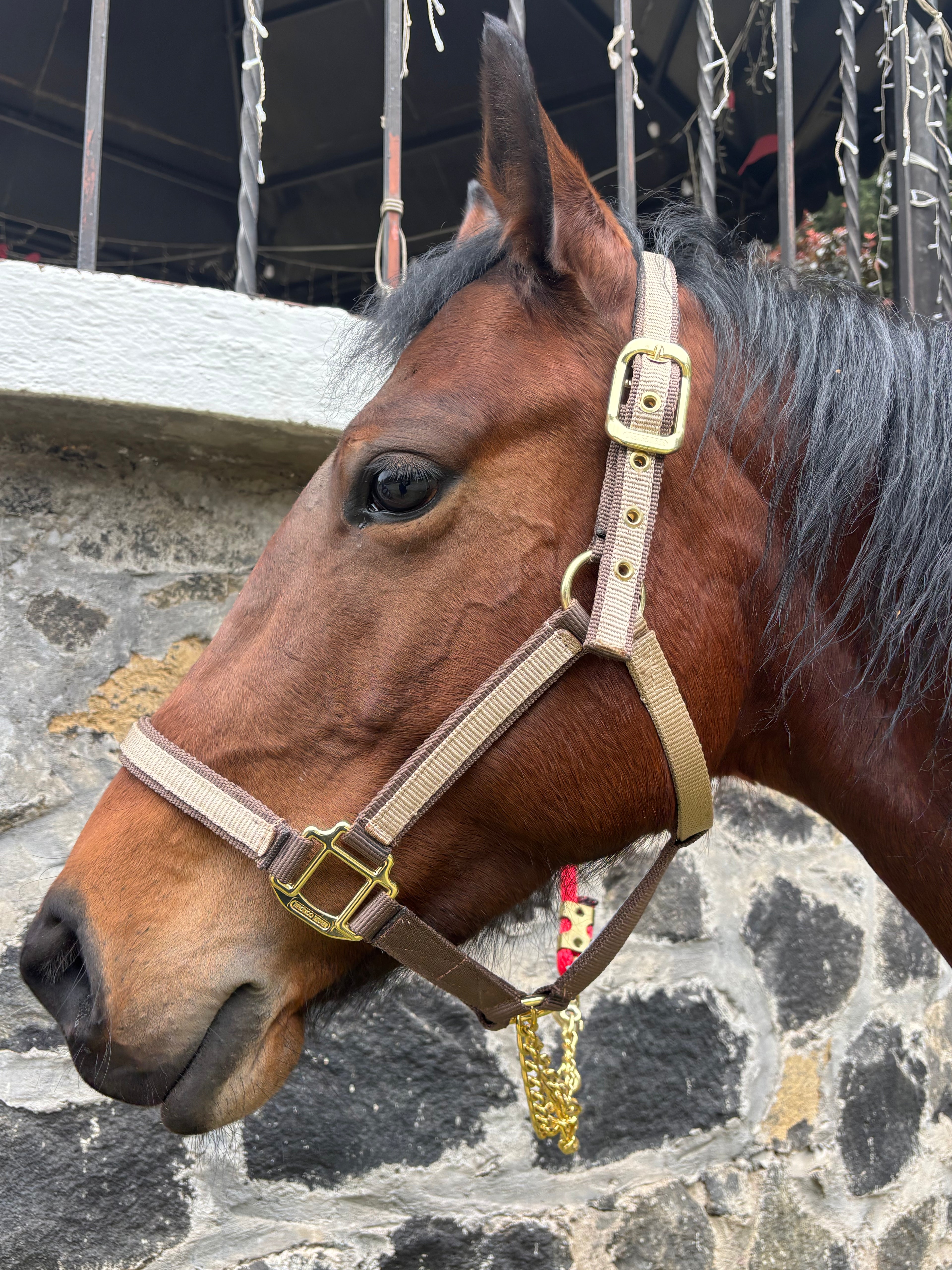 Almartingon para caballo