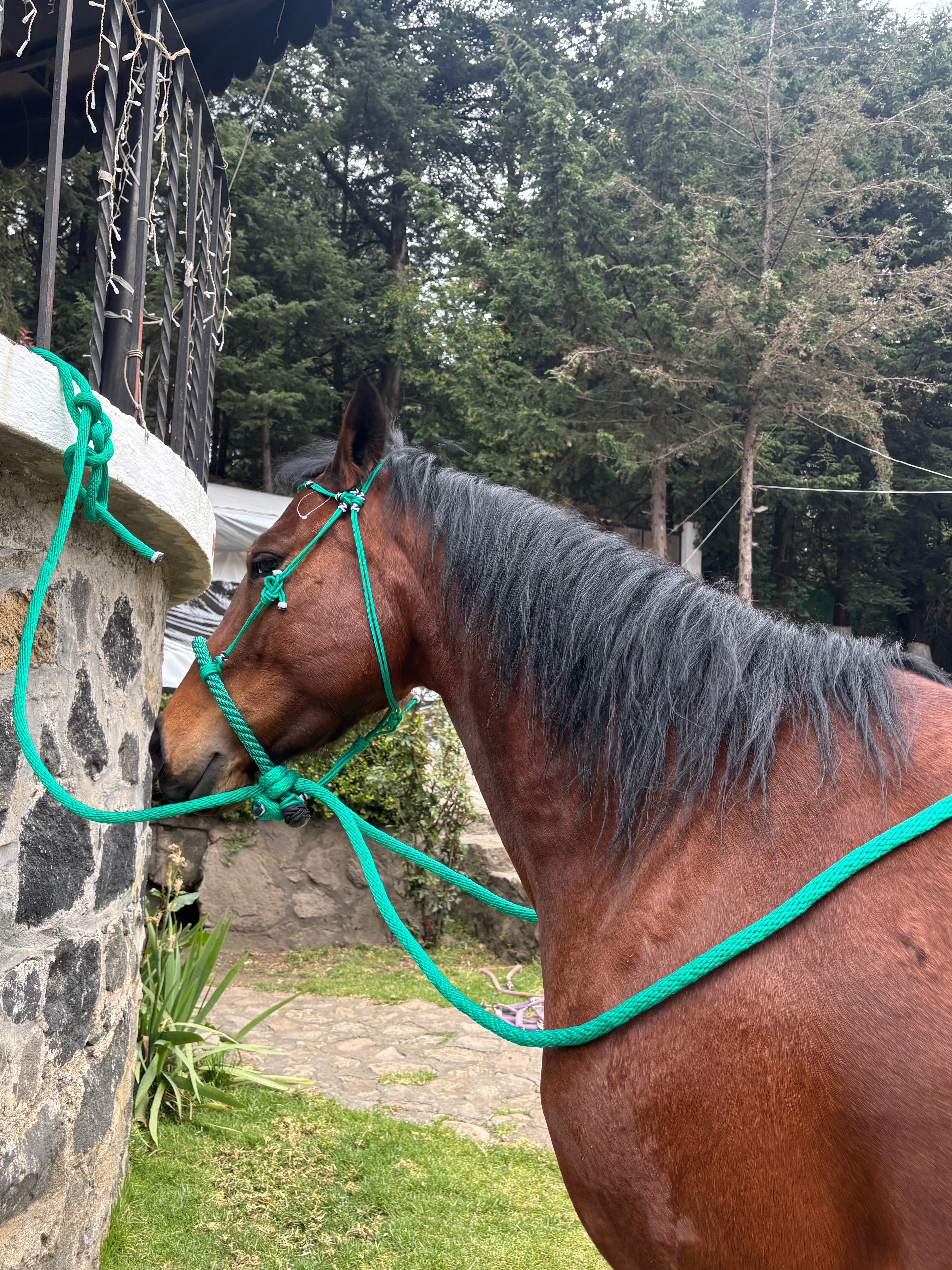 Falsa rienda completa para caballo