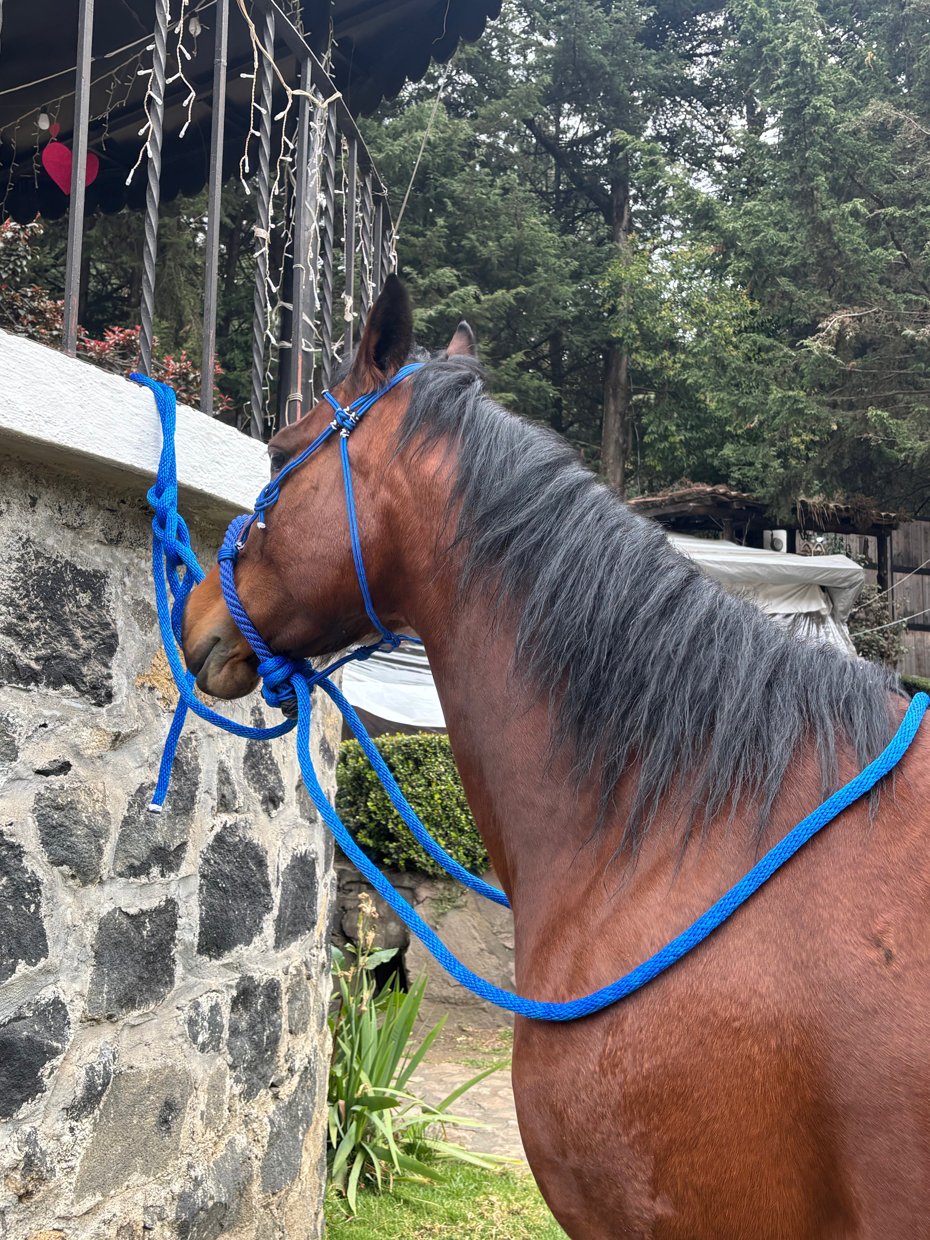 Falsa rienda completa para caballo